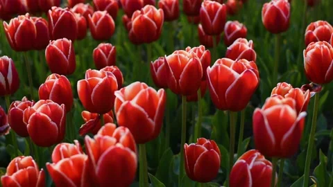 Tulips garden red close-up in the wind. 動画素材 169833970