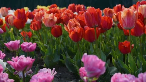 Tulips garden red close-up in the wind 動画素材 169834007