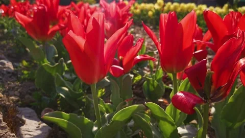 Tulips garden red close-up in the wind. 動画素材 172127217