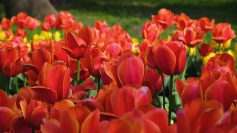 Tulips garden red close-up in the wind. Stock Footage 232782504