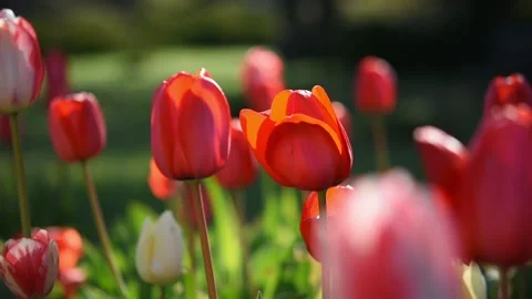 Tulips garden red close-up in the wind. Stock Footage 237498143