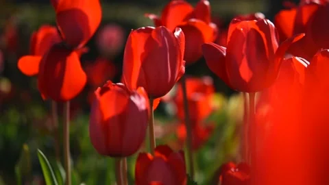 Tulips garden red close-up in the wind Stock Footage 237498152