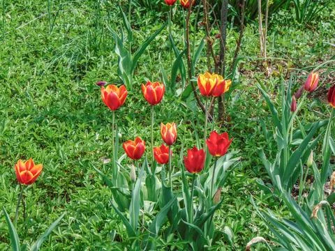 Tulips in the garden in spring Stock Photos