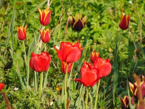 Tulips in the garden in spring Stock Photos