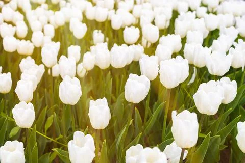 Tulips in the garden under the sun Stock Photos