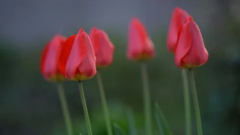 Tulips in the garden on wind Stock Footage 107085092