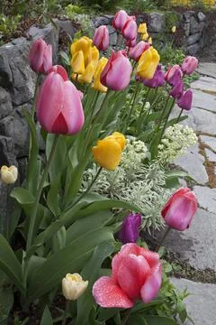 Tulips in Garen, Washington, USA Stock Photos