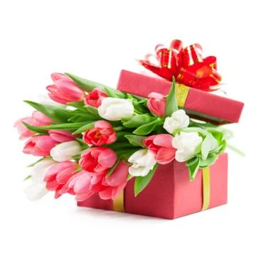 Tulips in a gift box Stock Photos