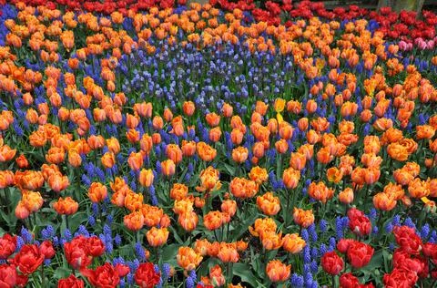 Tulips glory Foto stock