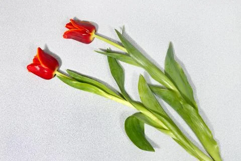 Tulips on granite Stock Photos