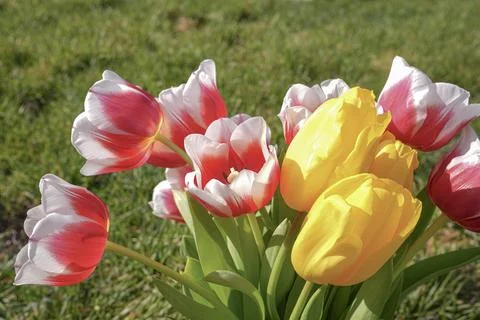 Tulips on grass in sunlight 스톡 사진