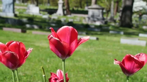 Tulips in a graveyard 動画素材 10884766