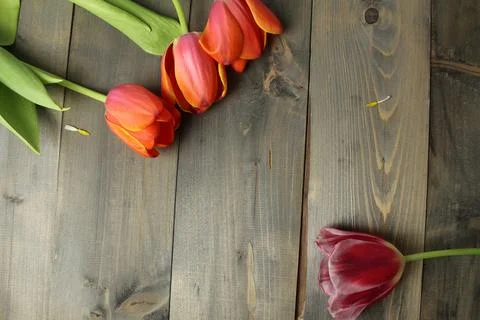 Tulips on a gray background with space for text Copy space top view. Spring f Stock Photos