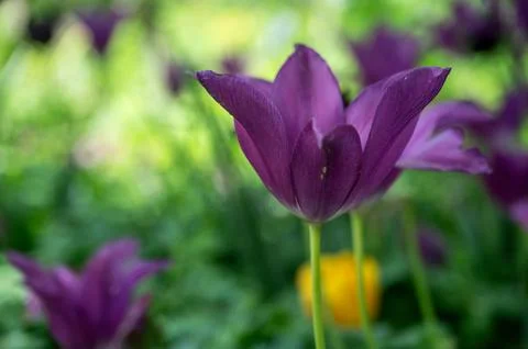 The tulips in the green Stock Photos