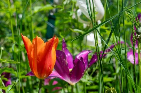 The tulips in the green Stock Photos