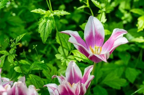 The tulips in the green Foto stock