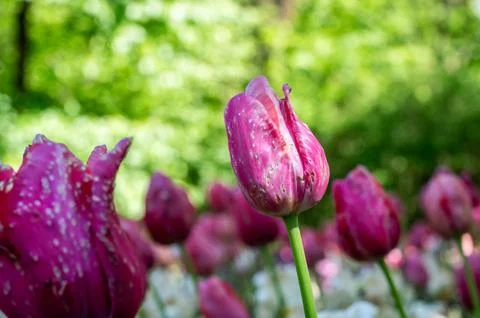 The tulips in the green Stock Photos