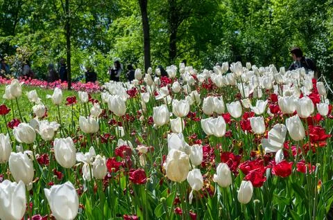 The tulips in the green Stock Photos