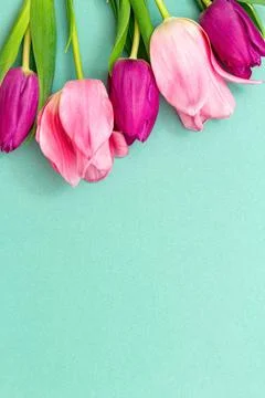 Tulips on a green spring background. Stock Photos