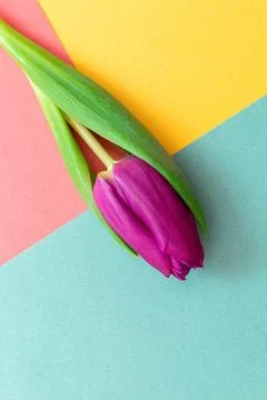 Tulips on a green spring background. Stock Photos
