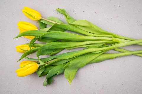 Tulips on a grey background Stock Photos