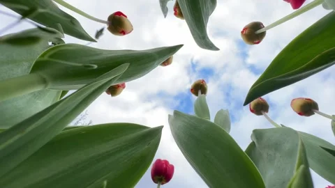 Tulips grow in a flowerbed in spring, bottom to down up Stock Footage 277411592