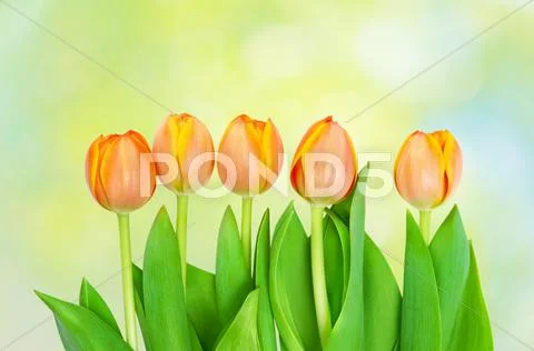 Tulips growing on natural bokeh Stock Photos