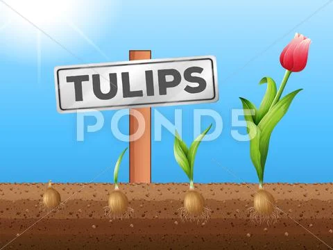 Tulips Growing From Underground