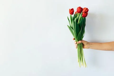 Tulips in hand on plain background Foto stock