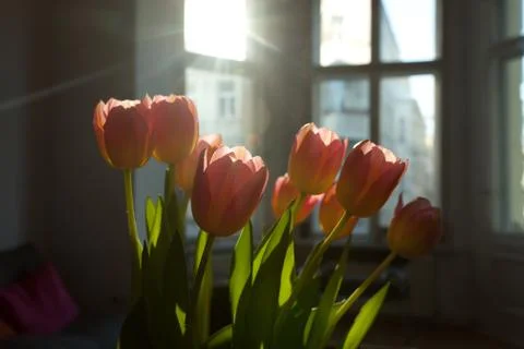Tulips in hard backlight Stock Photos