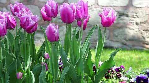 Tulips HD 1080p Stock Footage 10900319