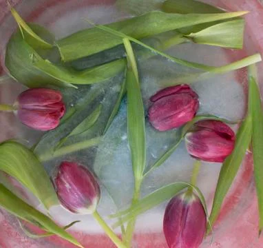 Tulips on ice Stock Photos