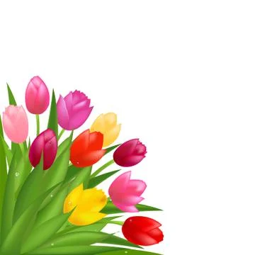 Tulips Stock Illustration