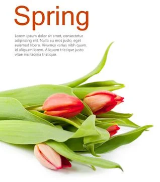 Tulips Stock Illustration