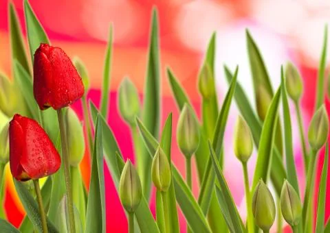 Tulips Stock Illustration