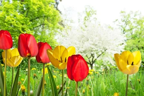 Tulips Stock Illustration