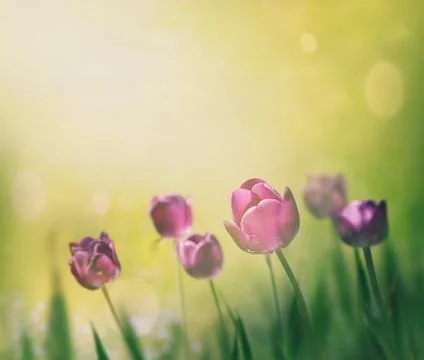 Tulips Stock Illustration