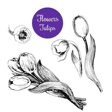 Tulips Stock Illustration