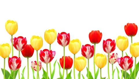 Tulips Stock Illustration