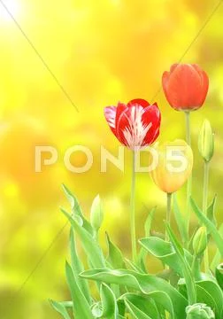 Tulips Stock Illustration