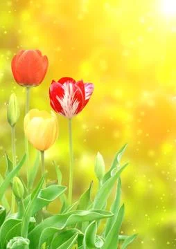 Tulips Stock Illustration
