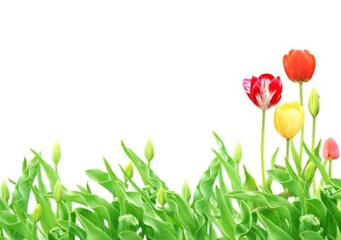 Tulips Stock Illustration