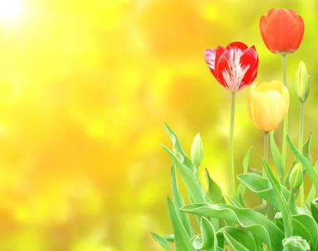 Tulips Stock Illustration