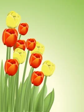 Tulips Stock Illustration