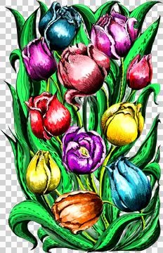 TULIPS  Stock Illustration