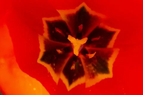 Tulips inside Stock Photos