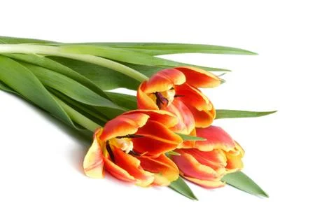 Tulips isolated Stock Photos