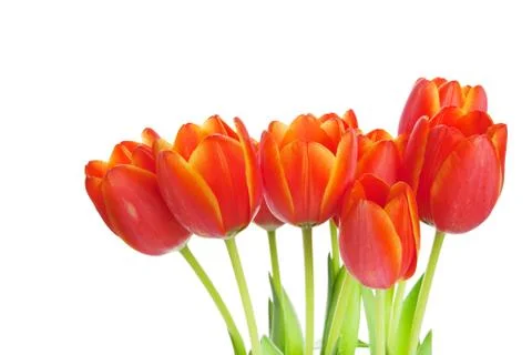 Tulips isolated Stock Photos