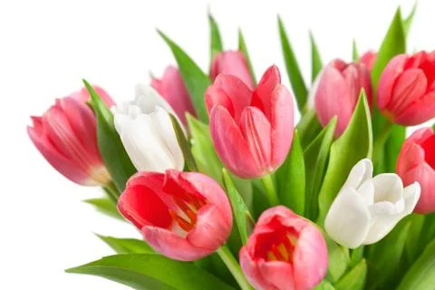Tulips isolated on white background Stock Photos