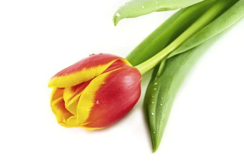 Tulips isolated on white Stock Photos